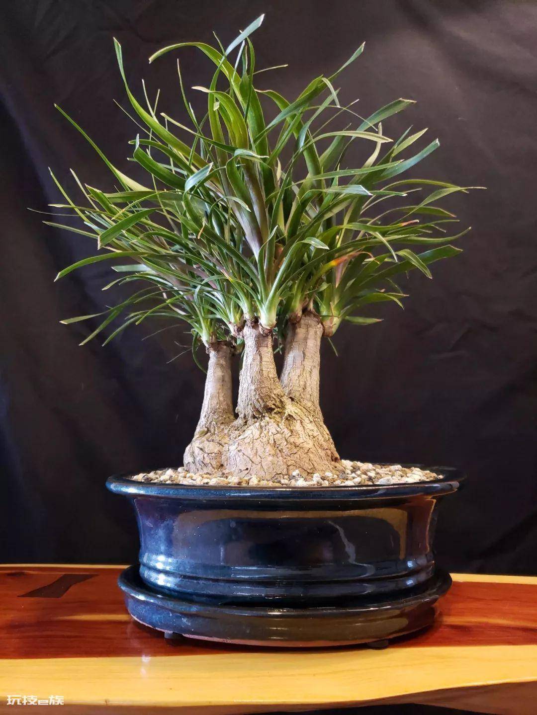 木本植物盆栽有哪些图片(适合养客厅的7种木本绿植)-图片11